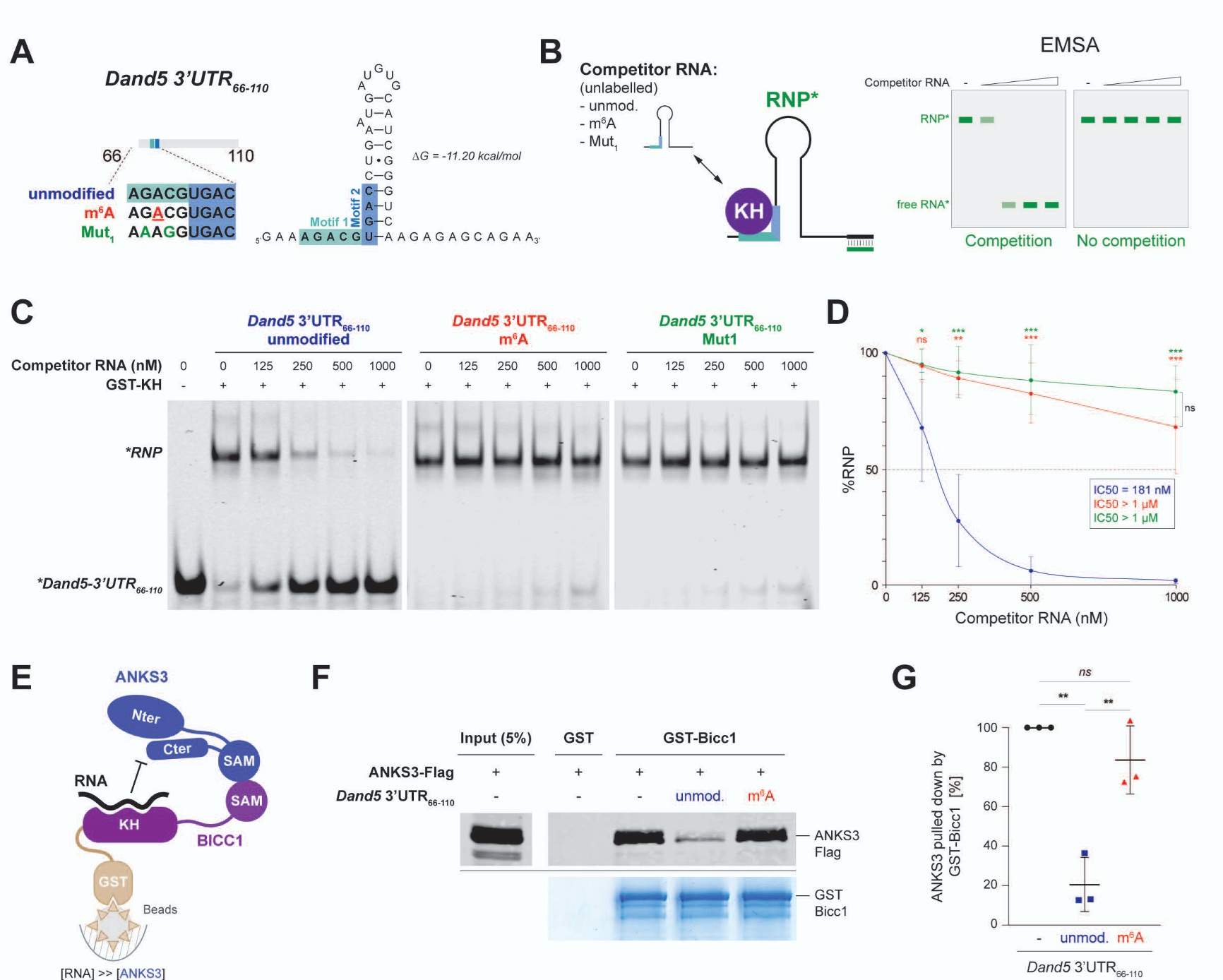 Cover for m6A methylation inhibits recruitment of the Dand5 3’ UTR to the left–right determinant Bicc1